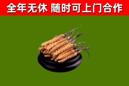 东乡回收散虫草