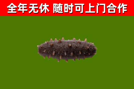 东乡回收海参干